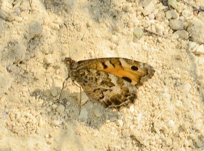 Nymphalidae Satyrinae da id.